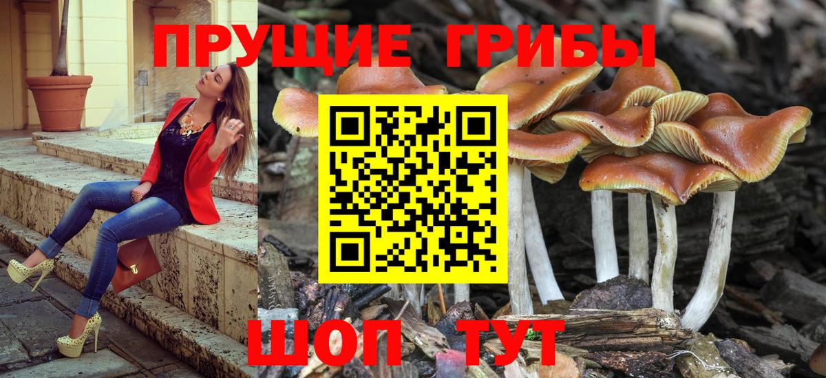 Псилоцибиновые грибы Cubensis  где купить наркоту  Псилоцибиновые грибы мицелий  Канск 